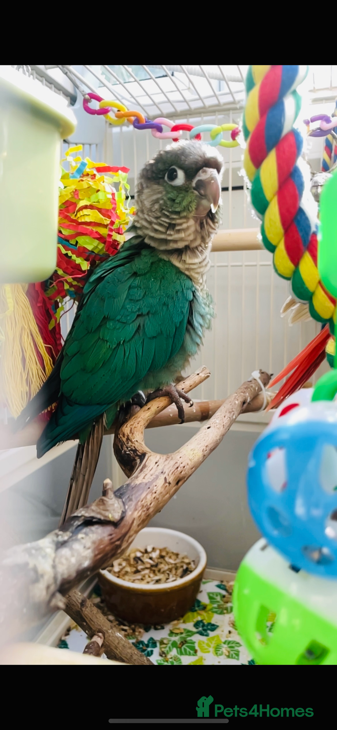 Conures birds for sale: Handtame 2 bonded conures - Image 3