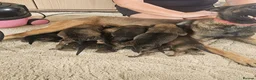 Belgian Shepherd Dog dogs for sale: Outstanding Belgium malinois puppies  - Advert 25