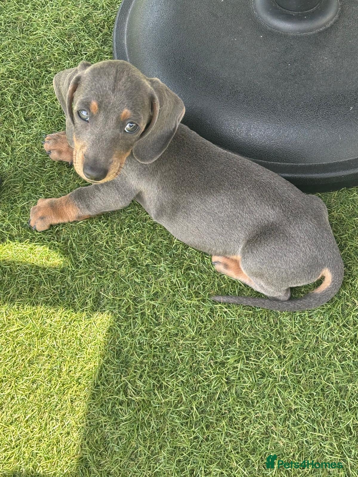 Dachshund dogs Miniature dachshund puppies - Advert 6