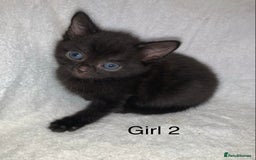 Mixed Breed cats for sale: 💚 3 male  💜 2 female  - Image 12