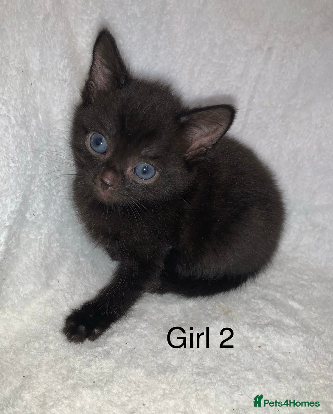 Mixed Breed cats for sale: 💚 3 male  💜 2 female  - Image 12