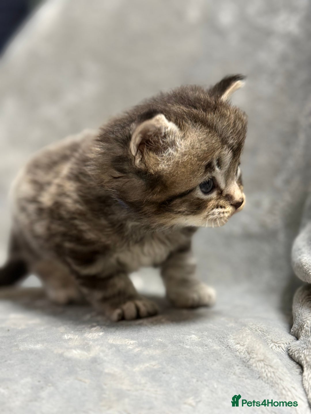 Maine Coon cats for sale: 5 adorable maine coon kittens - Advert 6