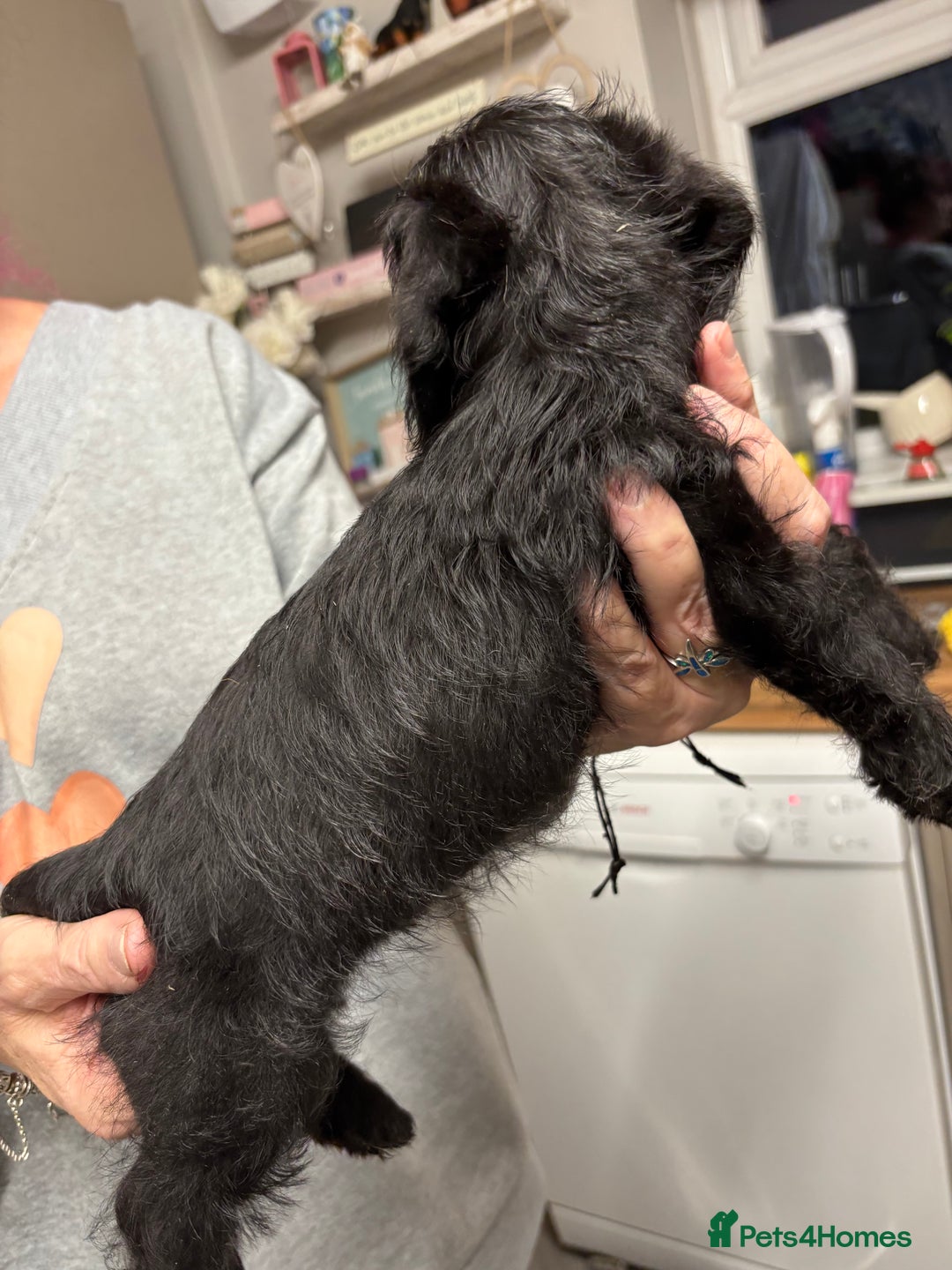 Doxiepoo dogs for sale: Doxipoo puppies READY NOW - Image 7