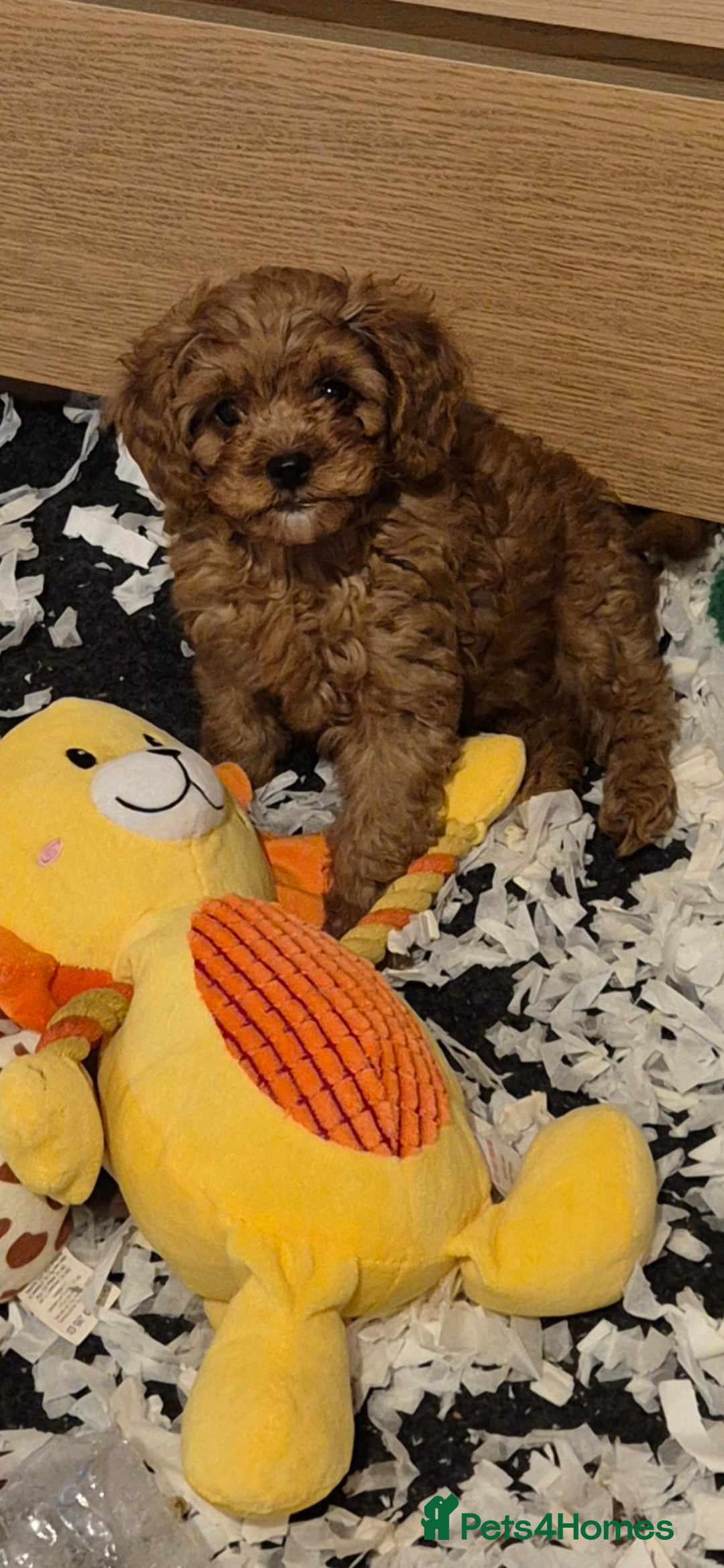 Cavapoo dogs READY NOW TOY CAVAPOO HEALTH TESTED 1 TINY BOY - Advert 2