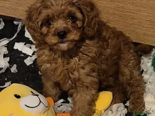 Cavapoo dogs READY NOW TOY CAVAPOO HEALTH TESTED 1 TINY BOY - Advert 2