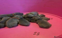 Staffordshire Bull Terrier dogs for sale: Staffy puppys  - Image 11