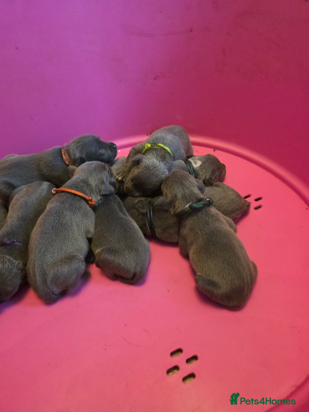 Staffordshire Bull Terrier dogs for sale: Staffy puppys  - Image 11