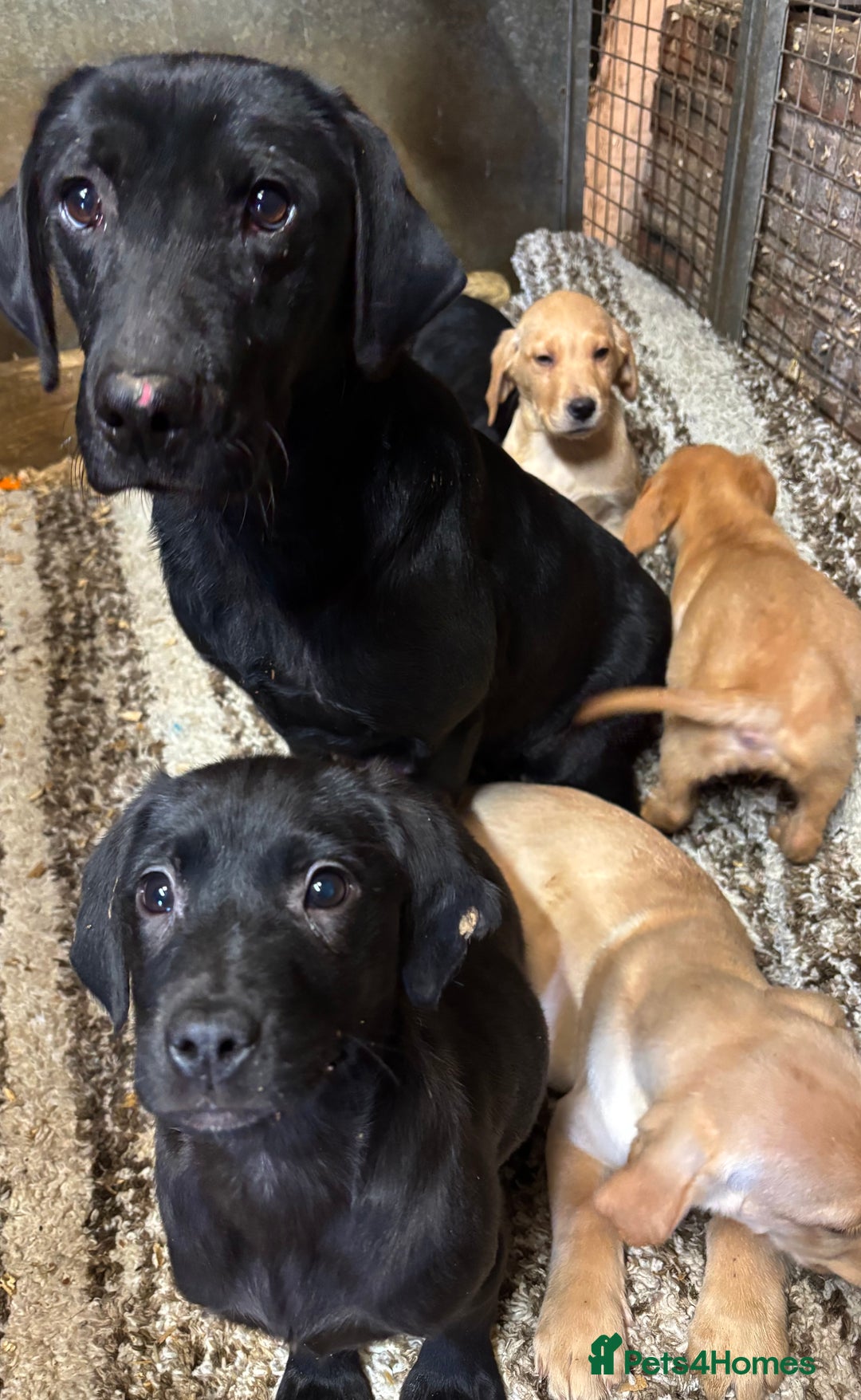Labrador Retriever dogs for sale: Mixed Litter of Labrador Retriever Puppies - Advert 2