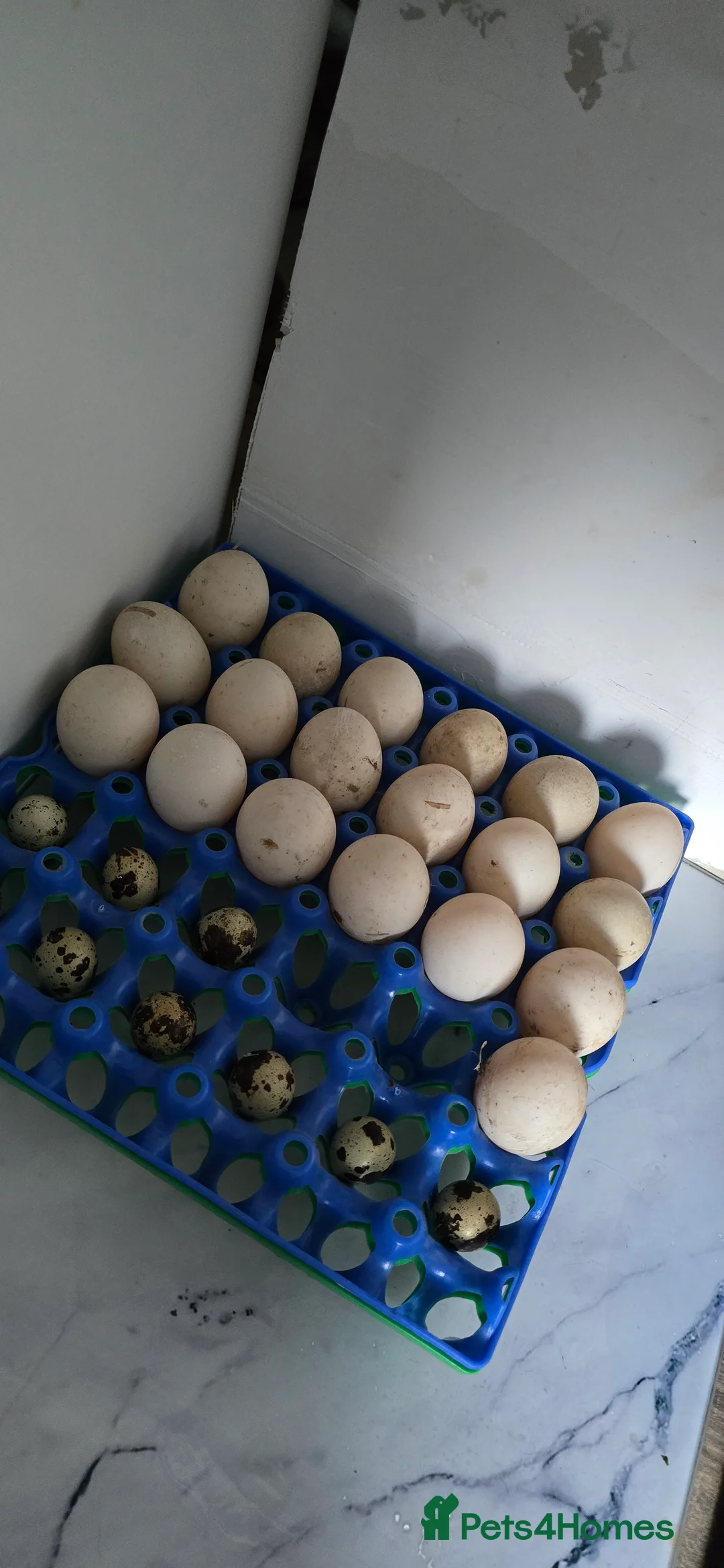 Ducks poultry for sale: Khaki Campbell Duck Hatching Eggs - Advert 2