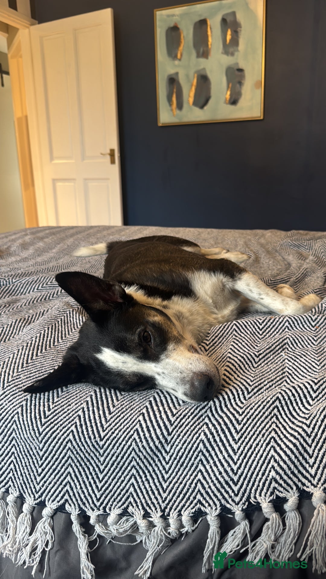 Mixed Breed dogs for sale: Saved from streets of Albania  - Image 6