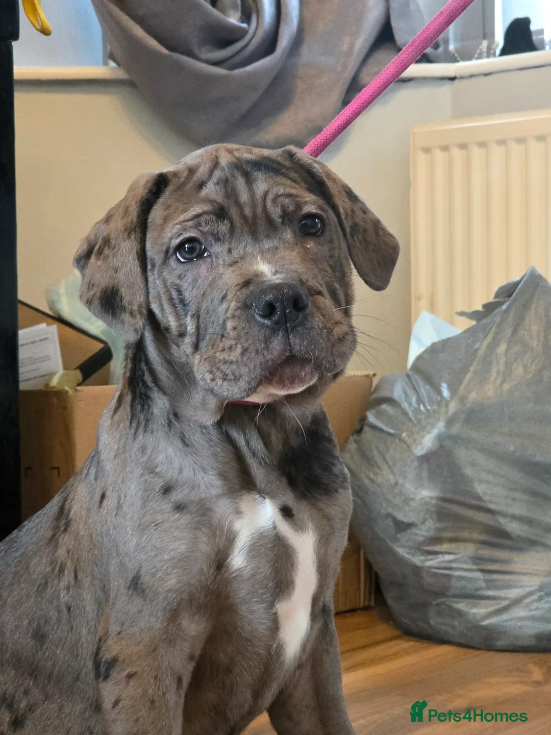 Cane Corso dogs for sale: Stunning silver blue merle female - Advert 3