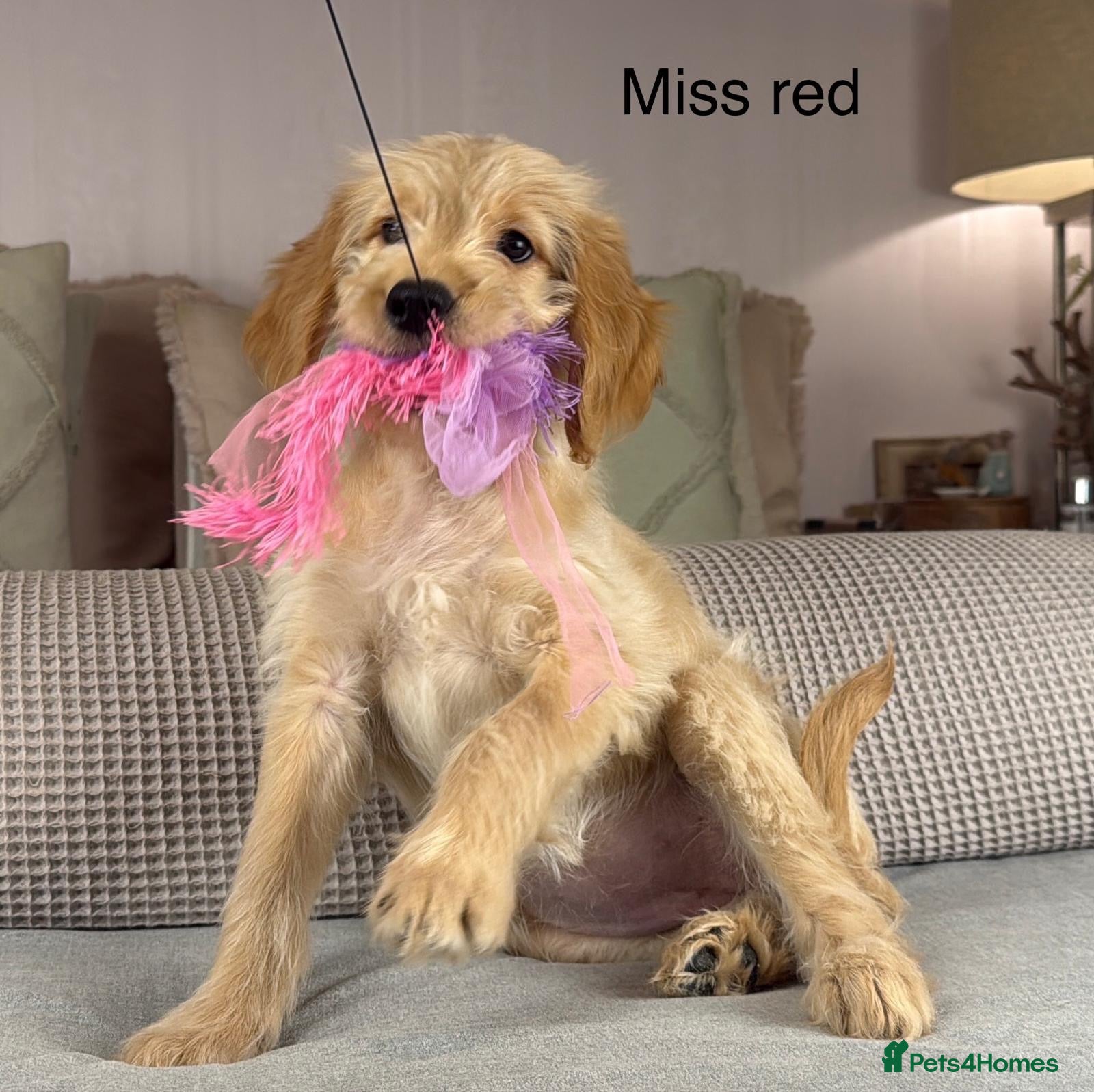 Goldendoodle dogs FULLY VACCINATED AND ABLE TO GO OUT ON WALKS.  - Advert 2