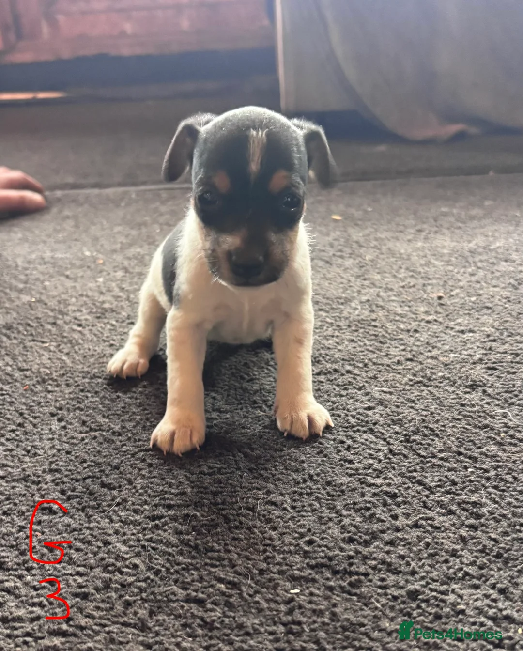 Jack Russell dogs for sale: Lovely small jack Russell pups  - Advert 3