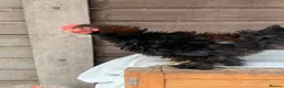 Chickens poultry for sale: Frizzle banthams - Advert 2