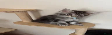Maine Coon 1