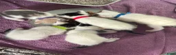Domestic Shorthair cats for sale: Playful beautiful kittens  - Advert 9