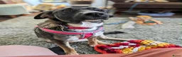 Mixed Breed dogs for adoption: Mirela 🩷 in Bristol - Advert 6