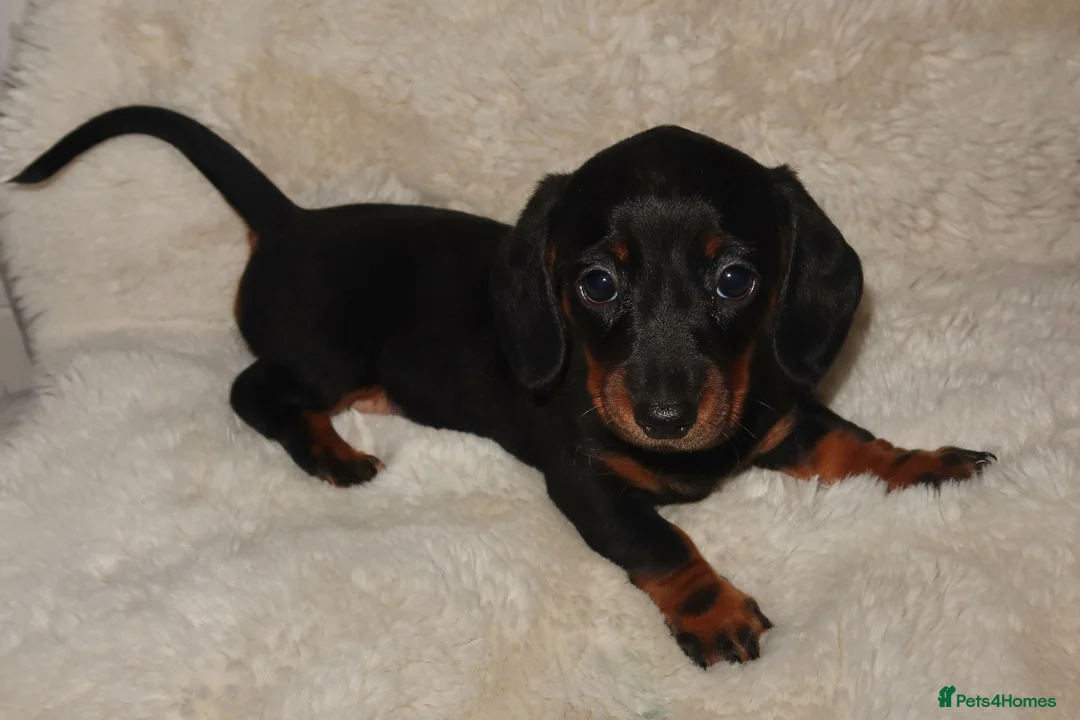 Miniature Dachshund dogs for sale: Miniature dachshund puppies - Advert 2