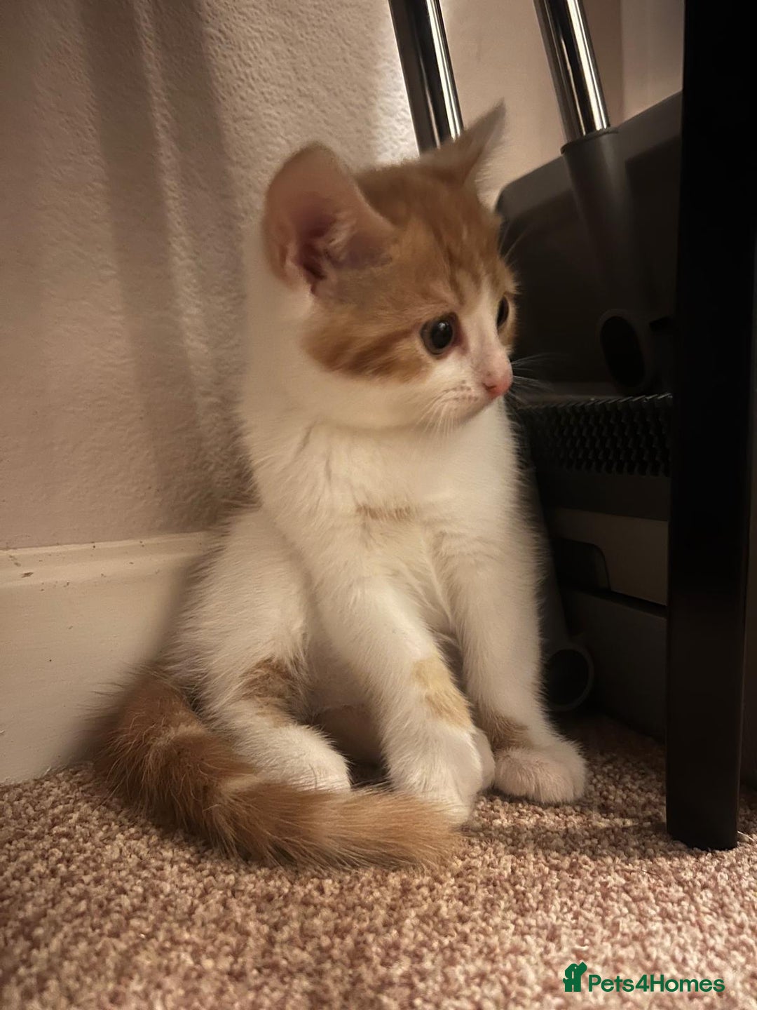 Mixed Breed cats for sale: 6 kittens of a Persian mum with Tuft ears. - Advert 7