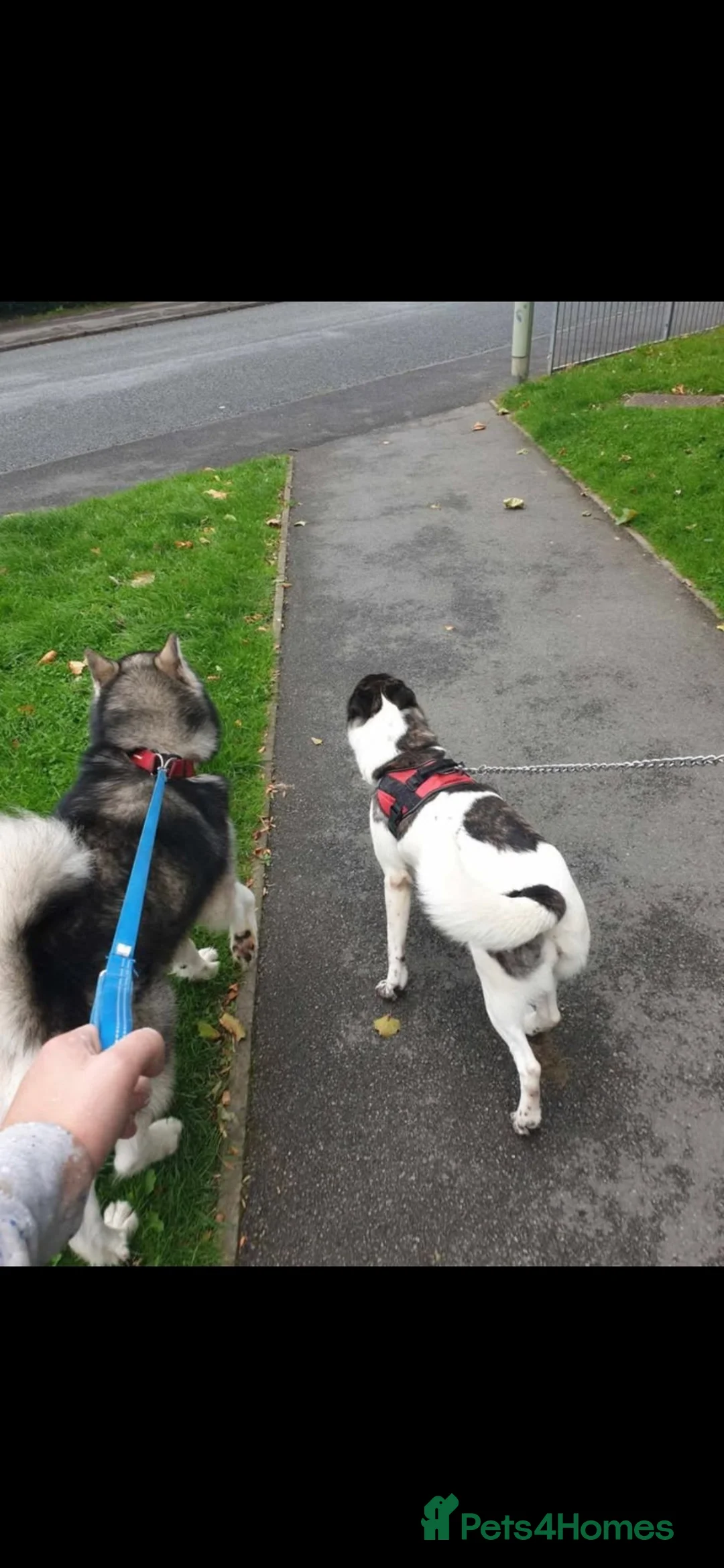 Mixed Breed dogs for sale: Akita × alaskan malamute puppies in Coalville - Advert 6