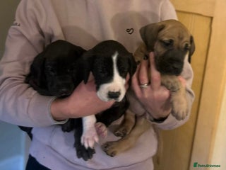 Great Dane dogs Stunning puppies, health tested KC parents. - Advert 3