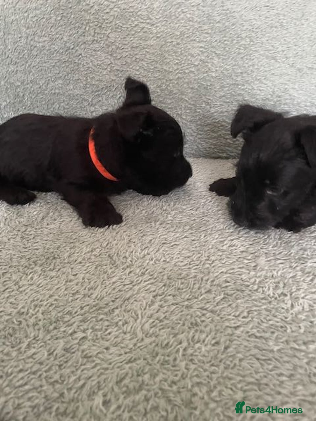 Scottish Terrier dogs for sale: Scottish Terrier puppies - Image 4