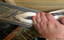 Mixed Breed rabbits for sale: Sweet Muffin - Image 5