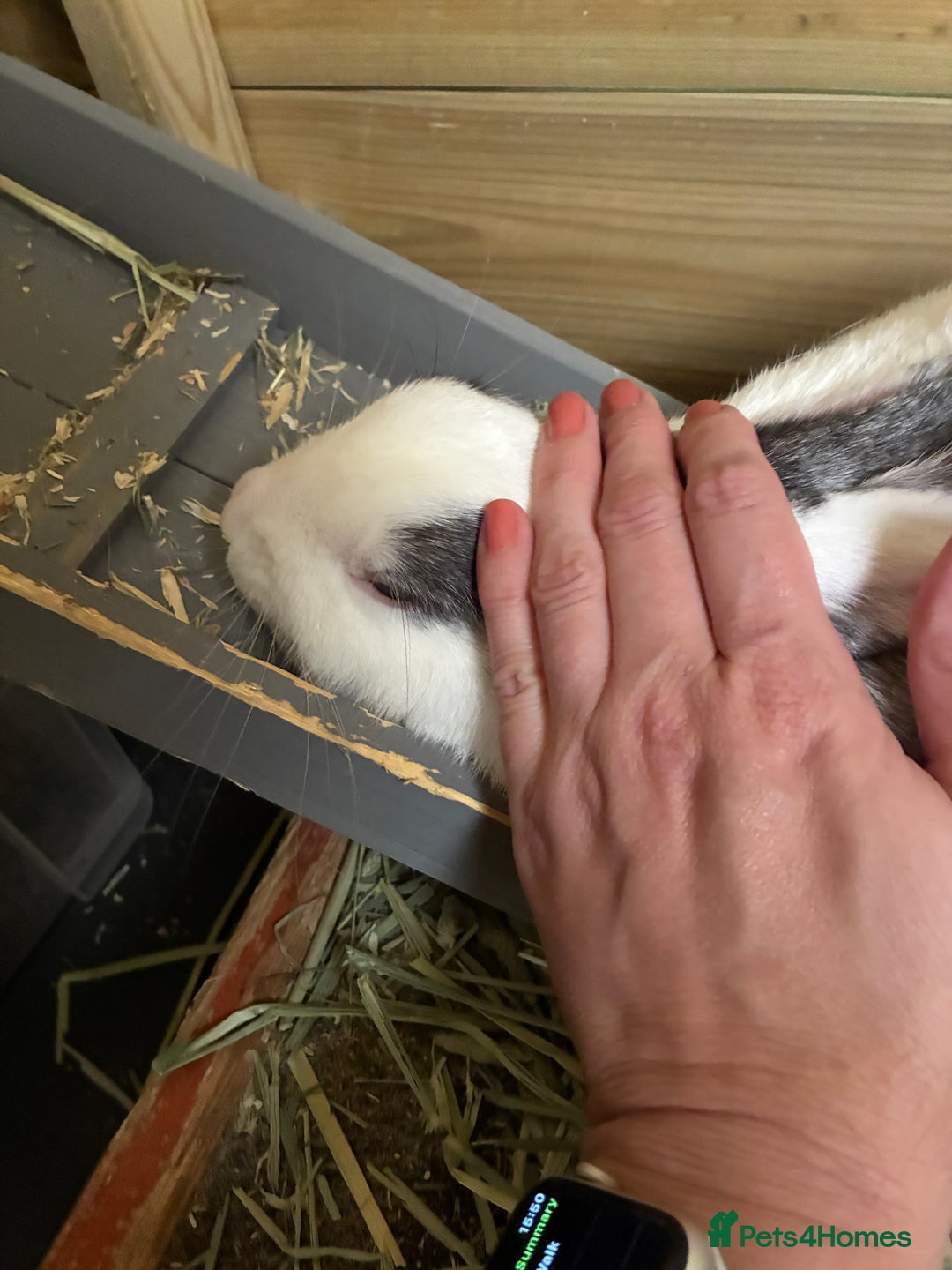 Mixed Breed rabbits for sale: Sweet Muffin - Image 5
