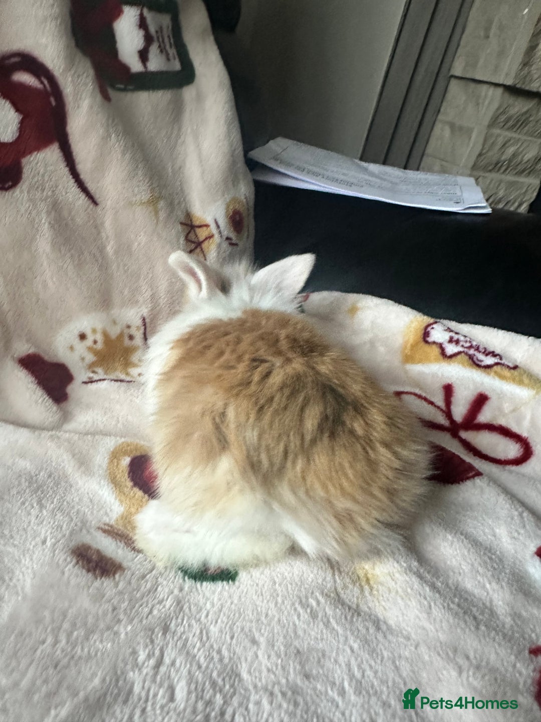 Mini Lop rabbits for sale: Adorable Baby Mini Lops Looking for Loving Homes - Advert 4