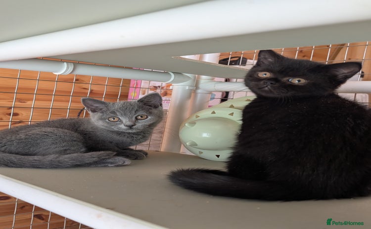 British Shorthair cats - Advert 3