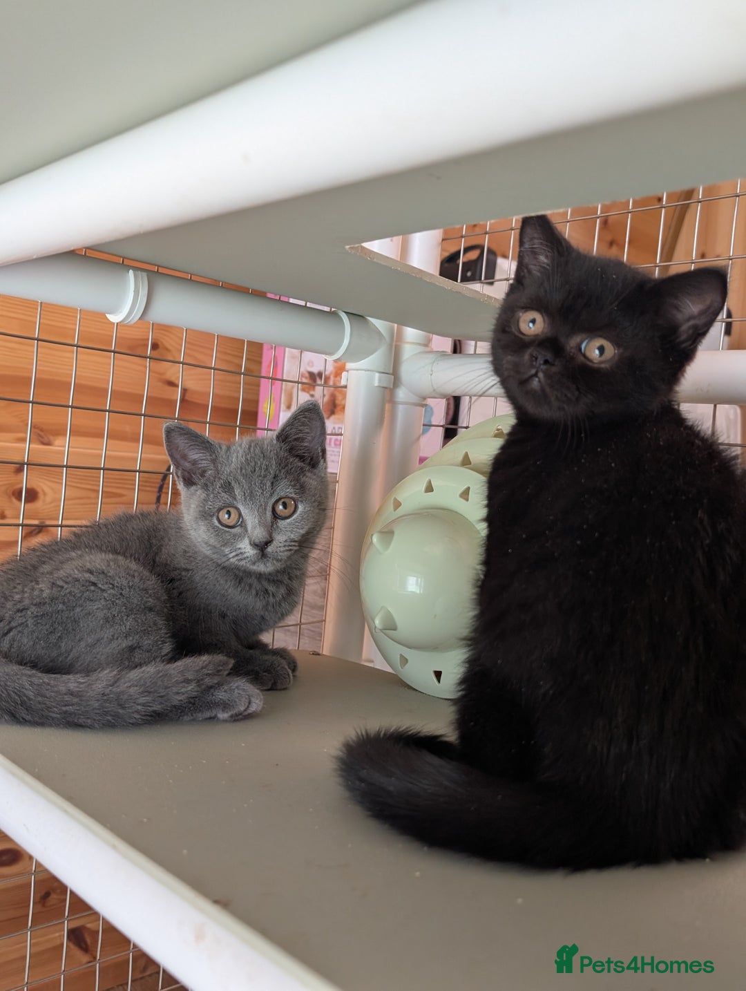 British Shorthair cats for sale: Ready now BSH kittens - Image 1