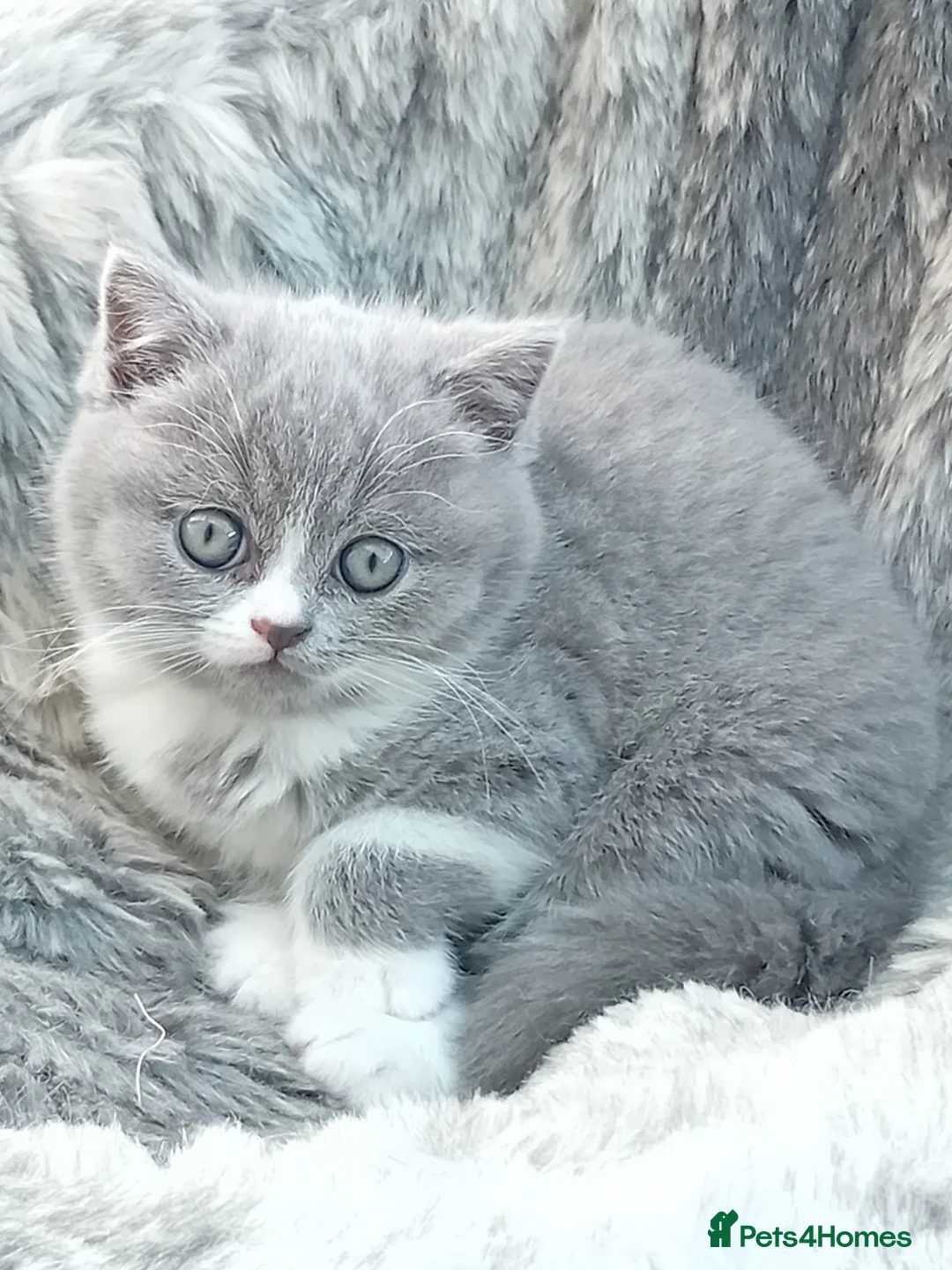 British Shorthair cats for sale: Gorgeous British short-haired kittens  - Advert 1