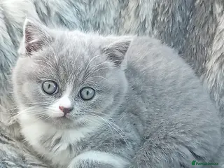 British Shorthair cats Gorgeous British short-haired kittens - Advert 5