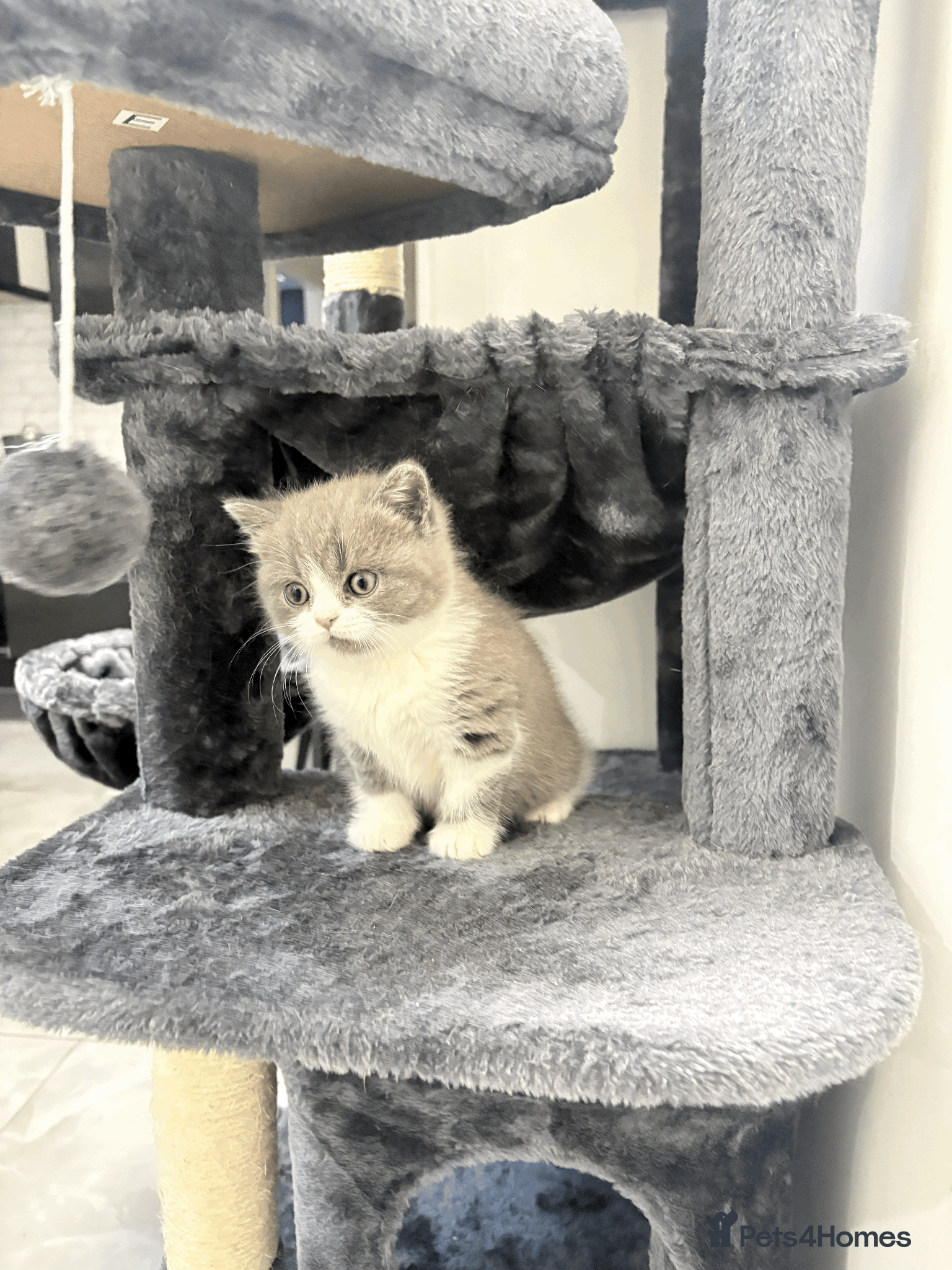 British Shorthair cats for sale: ❤️Beautiful British Shorthair❤️ - Advert 2