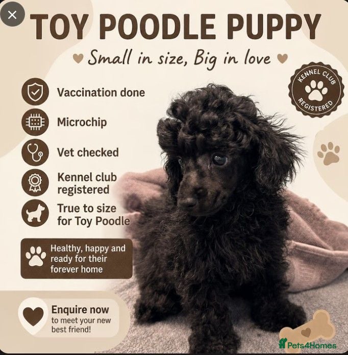 Toy Poodle dogs KC Reg True size Toy poodles Ready Now - Advert 2