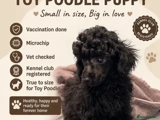 Toy Poodle dogs KC Reg True size Toy poodles Ready Now - Advert 2