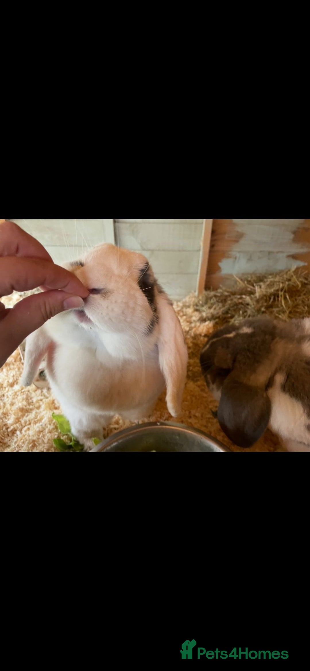 French Lop rabbits for sale: 2 French lop rabbits  - Image 3