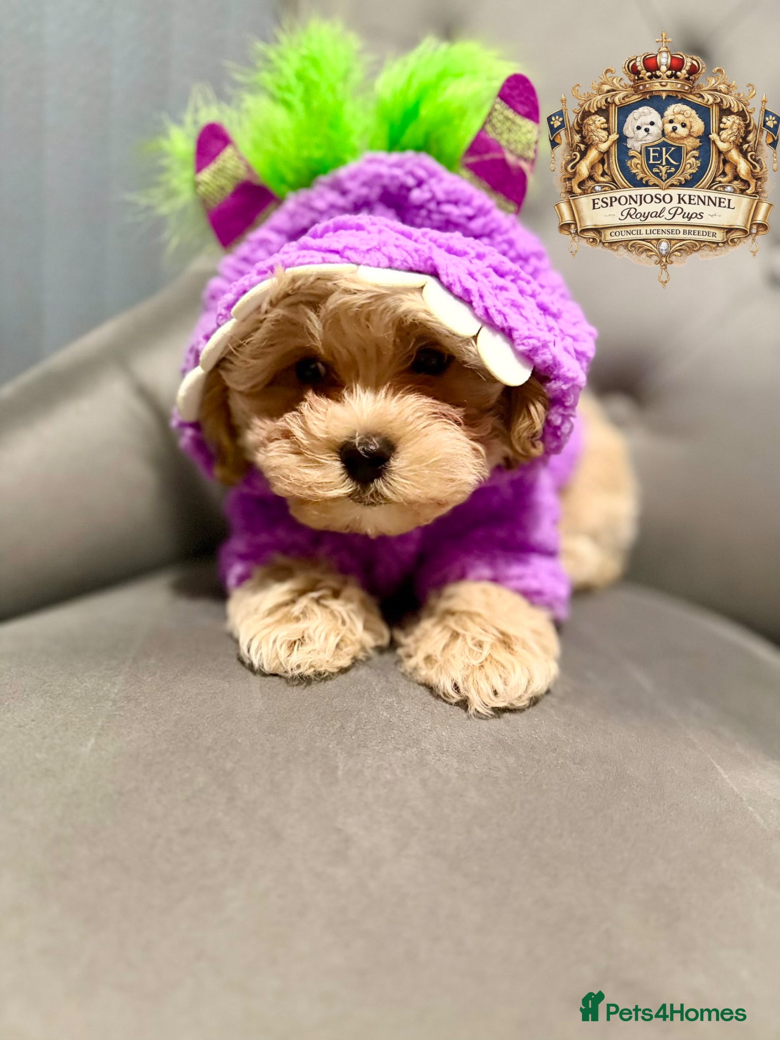 Maltipoo dogs ✨👑READY 🏡 One in a Million F1 Asian Maltipoo👑✨ - Advert 2