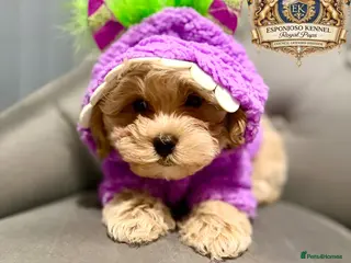 Maltipoo dogs ✨👑READY 🏡 One in a Million F1 Asian Maltipoo👑✨ - Advert 2