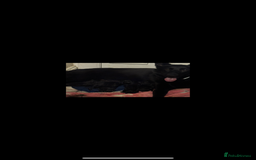 German Shepherd dogs for sale: Full black German shepherd puppies - Image 6