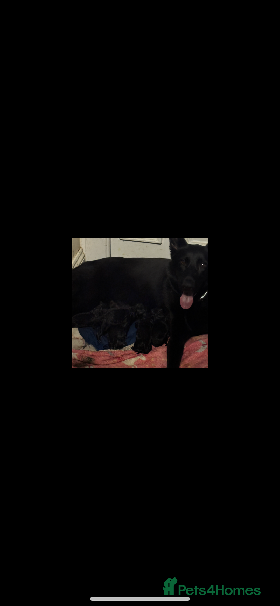 German Shepherd dogs for sale: Full black German shepherd puppies - Image 6
