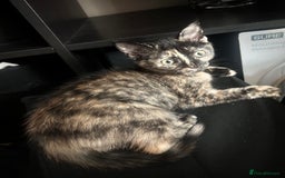 Mixed Breed cats for sale: 5 beautiful kittens ready for a new loving home  - Image 34