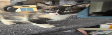 Ragdoll 4
