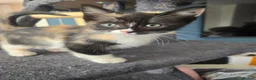 Ragdoll cats for sale: Half-Ragdolls from £150 (ready to leave) - Advert 14