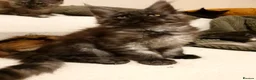 Maine Coon cats for sale: Maine coon kittens  - Advert 12