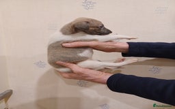 Whippet dogs for sale: Beautiful KC Reg Whippet Puppies - Advert 16