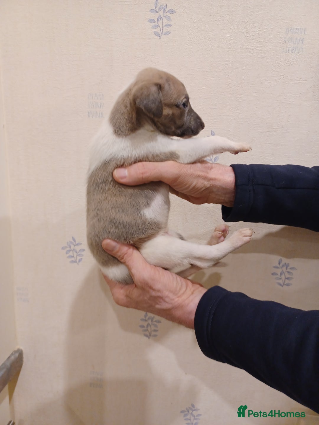 Whippet dogs for sale: Beautiful KC Reg Whippet Puppies - Advert 16