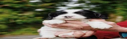 English Springer Spaniel dogs for sale: Working Springer Spaniel Puppies  - Advert 17