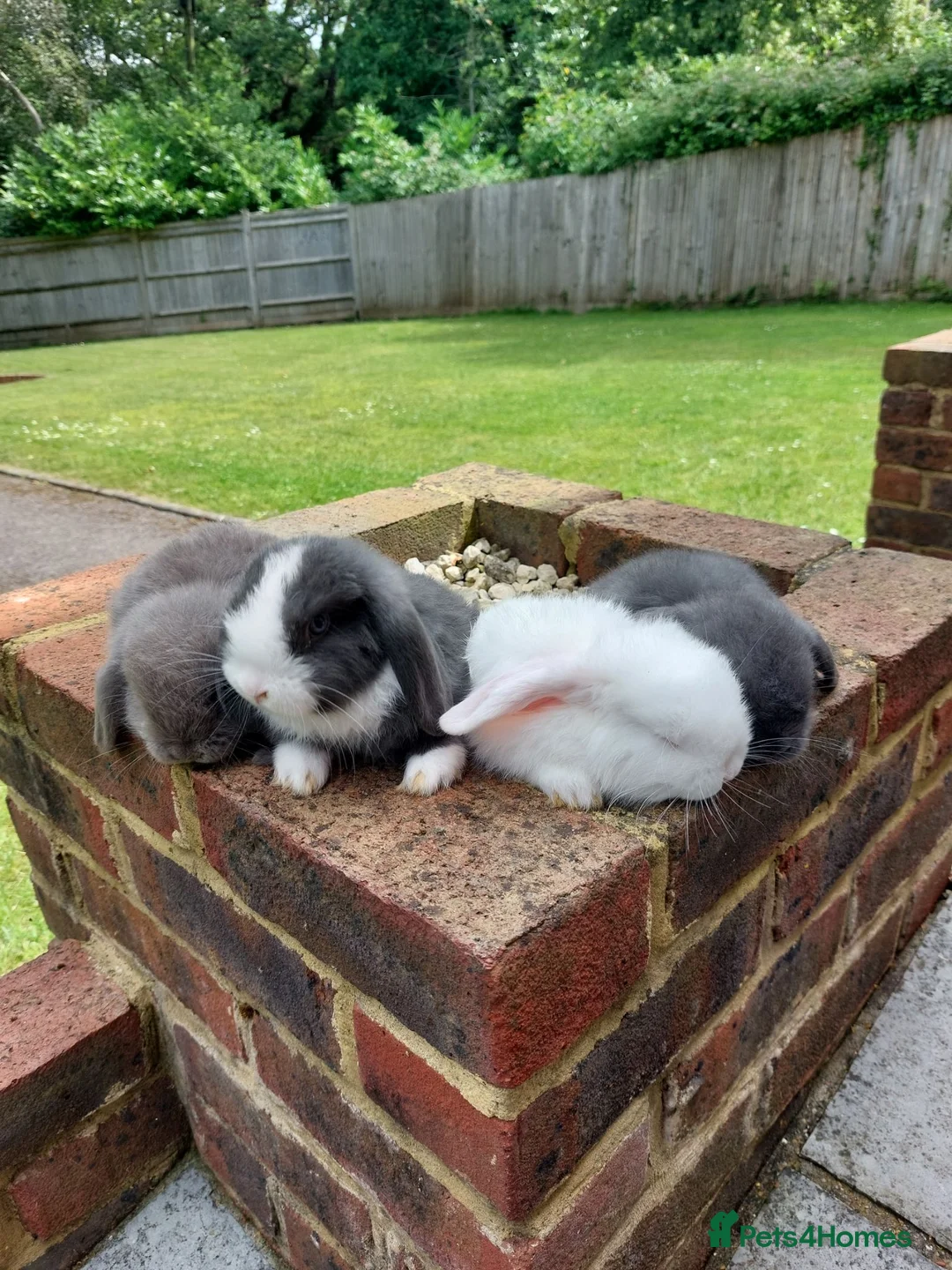 Mini Lop rabbits for sale: Baby Mini Lop Rabbits  - Advert 11