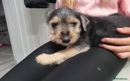Patterdale Terrier dogs for sale: Patterdale pups - Image 1